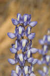 Skyblue lupine